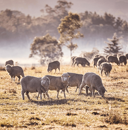 澳大利亚羊毛发展公司（Australian Wool Innovation）