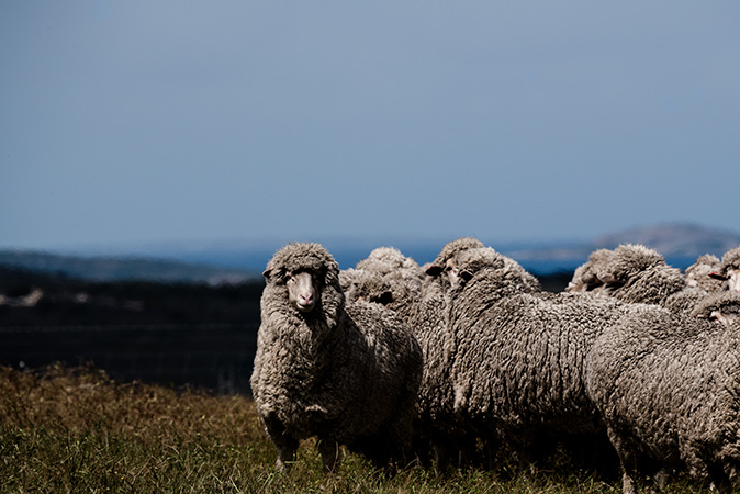 Sustainability and wool